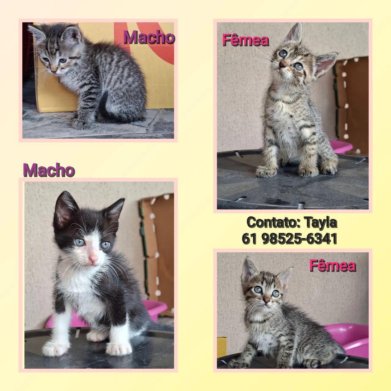 Gatinhos para adoção