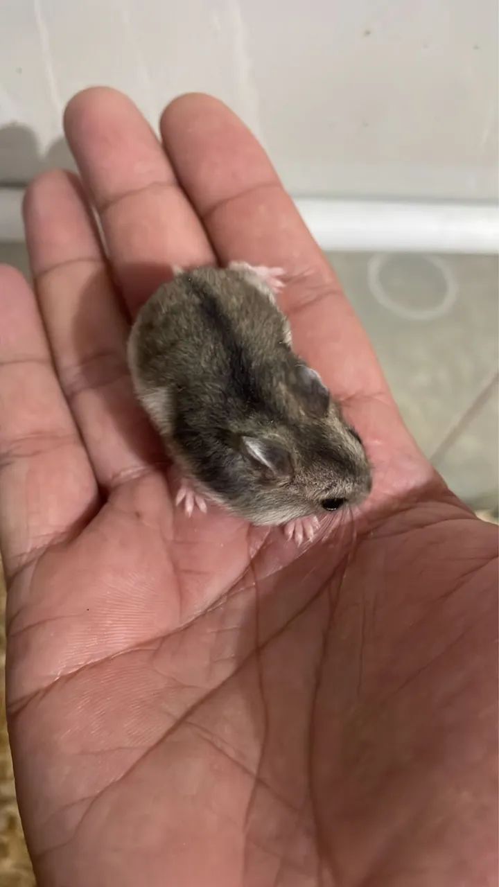 Hamster anão russo/ chinês 
