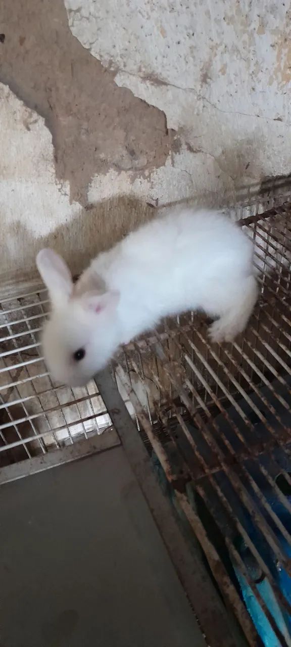 Coelhos lions - Foto 2