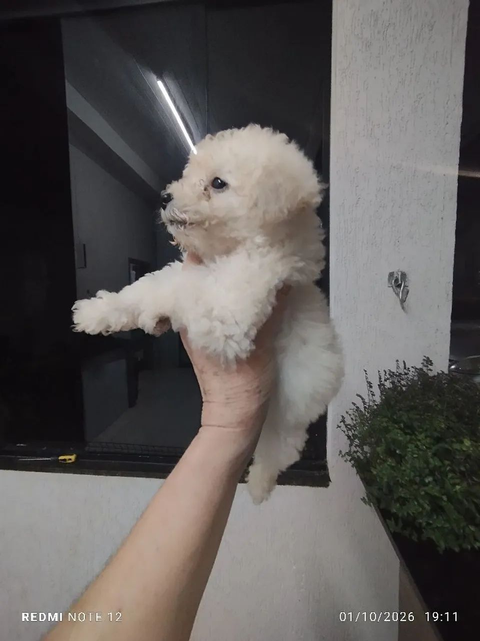 Poodle toy  - Foto 4