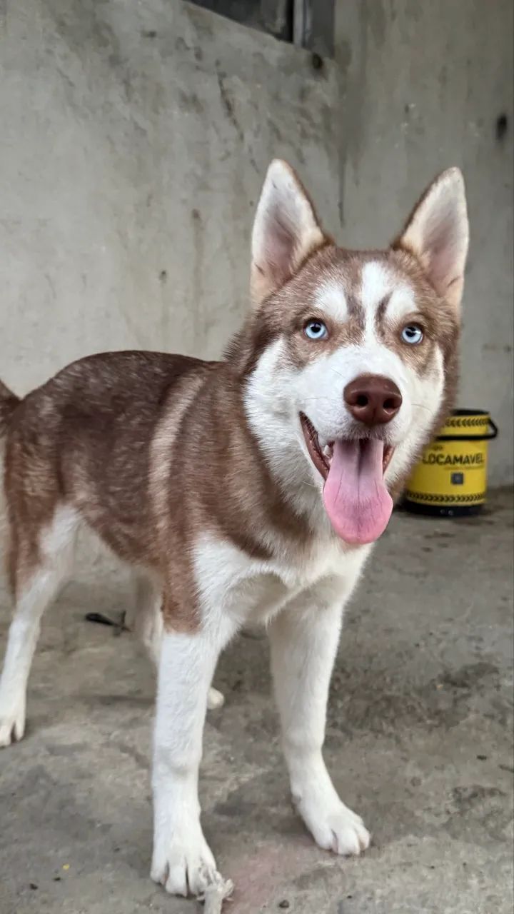 Husky siberiano