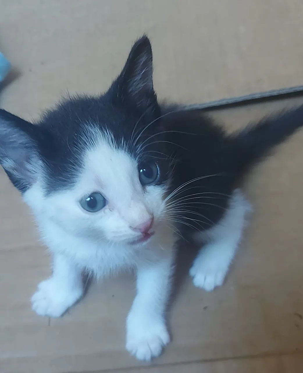 Filhote de gatinhos