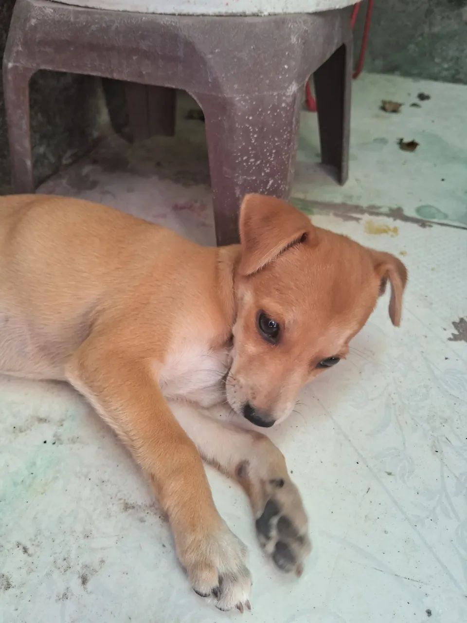 Doa-se essa cachorrhnha - Foto 4