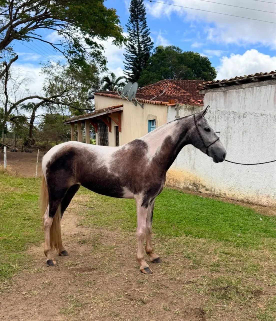 Égua mangalarga 