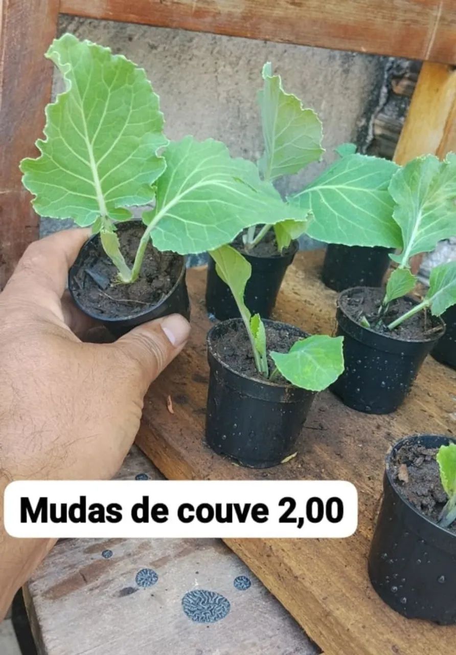 Mudas de couve já erraisada 