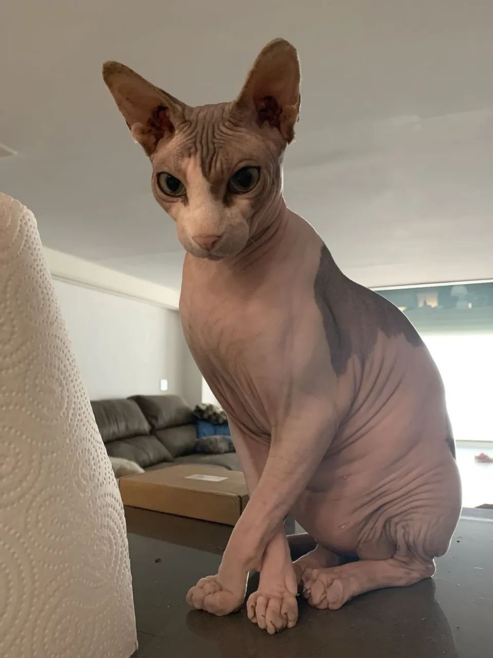 Sphynx  - Foto 2