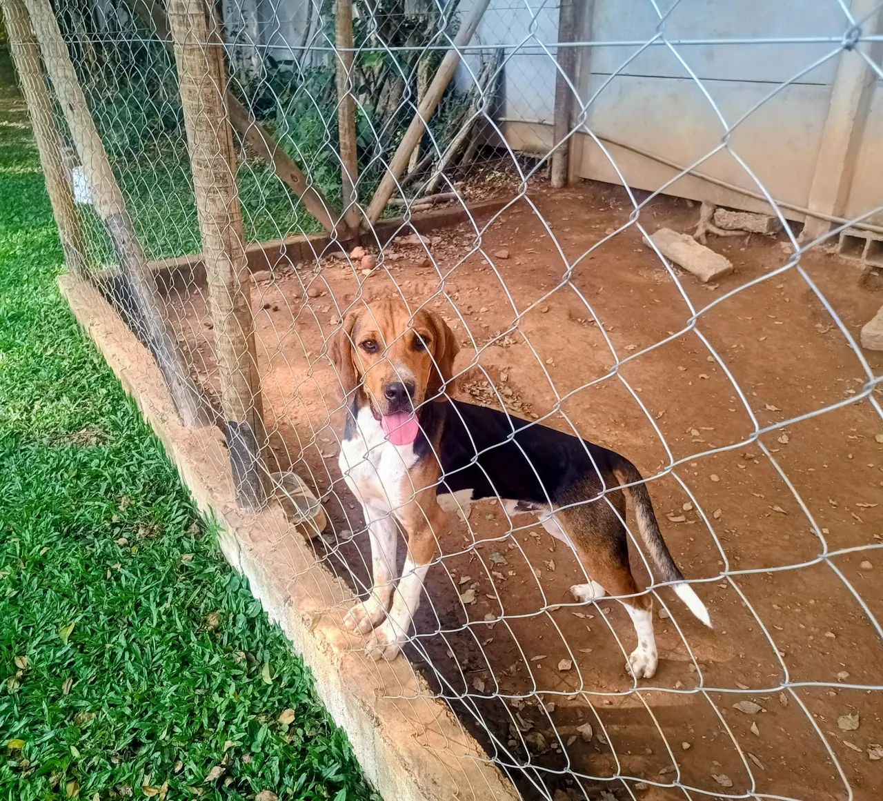 Americano Fox hound - Foto 2