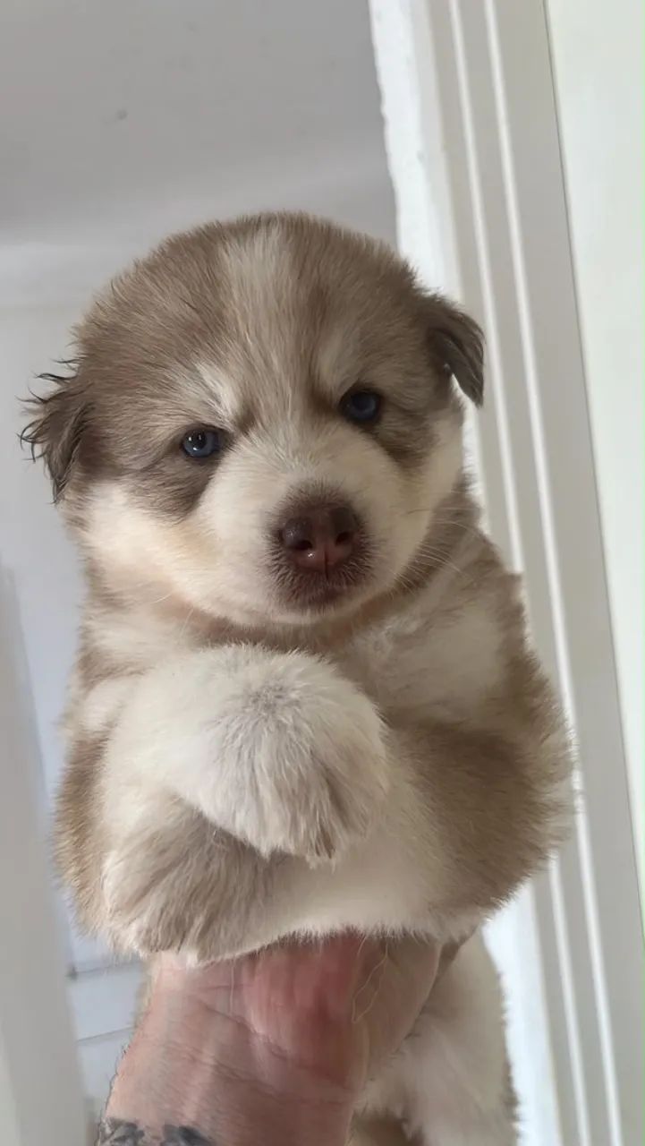 Husky Macho 