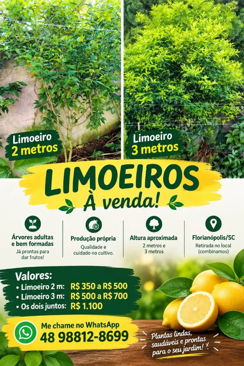 Limoeiros 2 metros e meio e 3 metros e meio