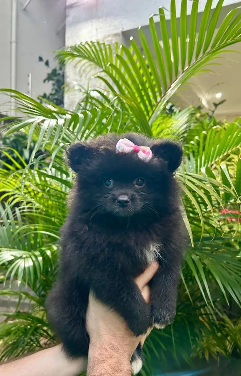 Filhotes de Spitz Alemão  - Foto 2