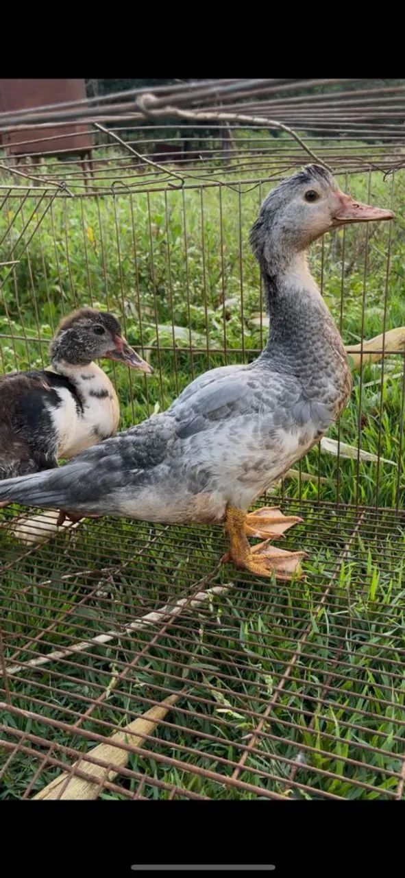Casal de patos - Foto 2