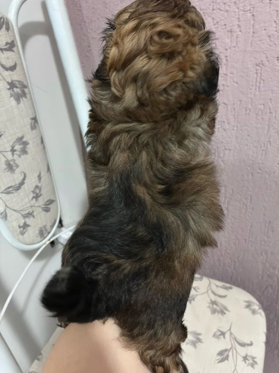 Machinho de Shitzu - Foto 2