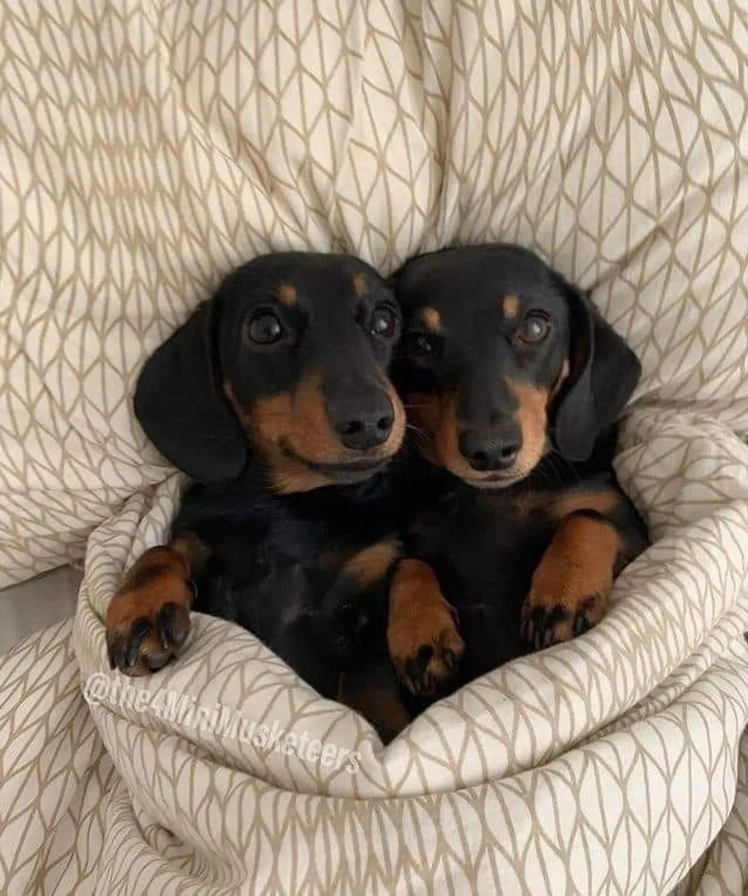 Dachshund Conquistando Sorrisos Com Seu Jeito - Foto 2