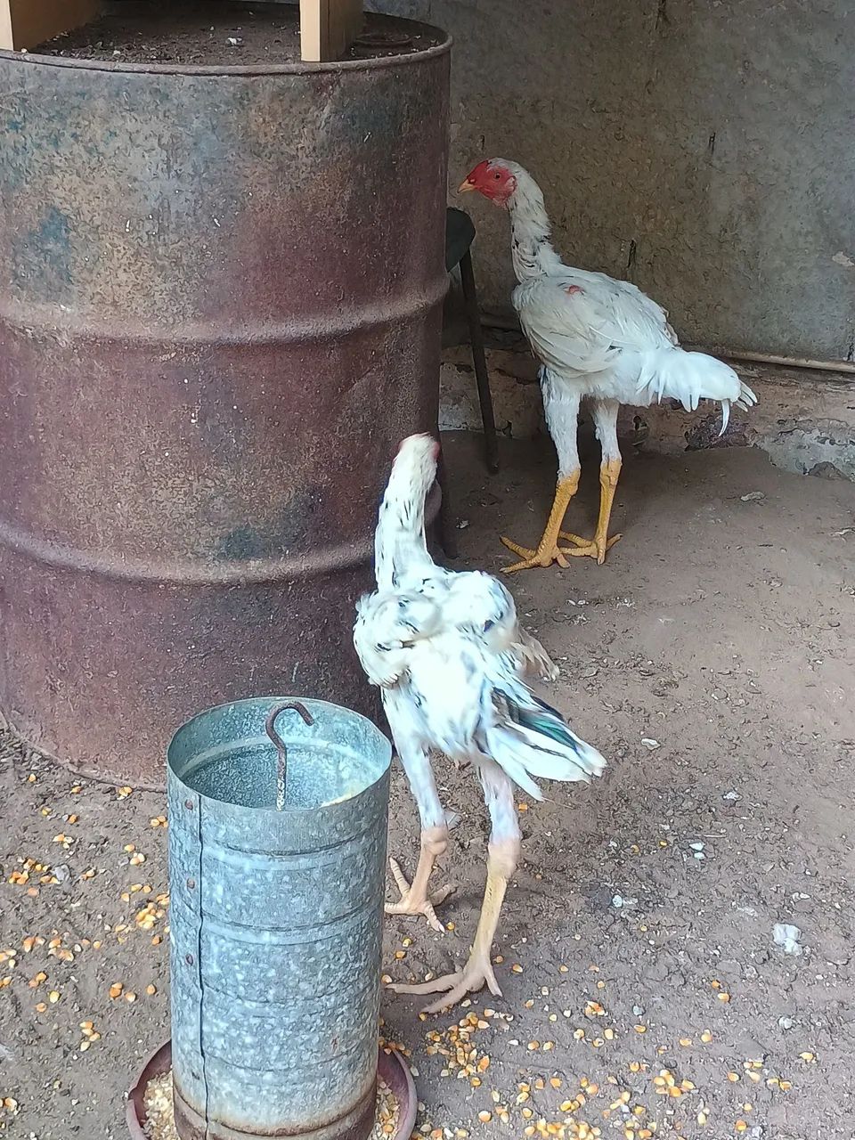  Frango índio gigante  - Foto 2