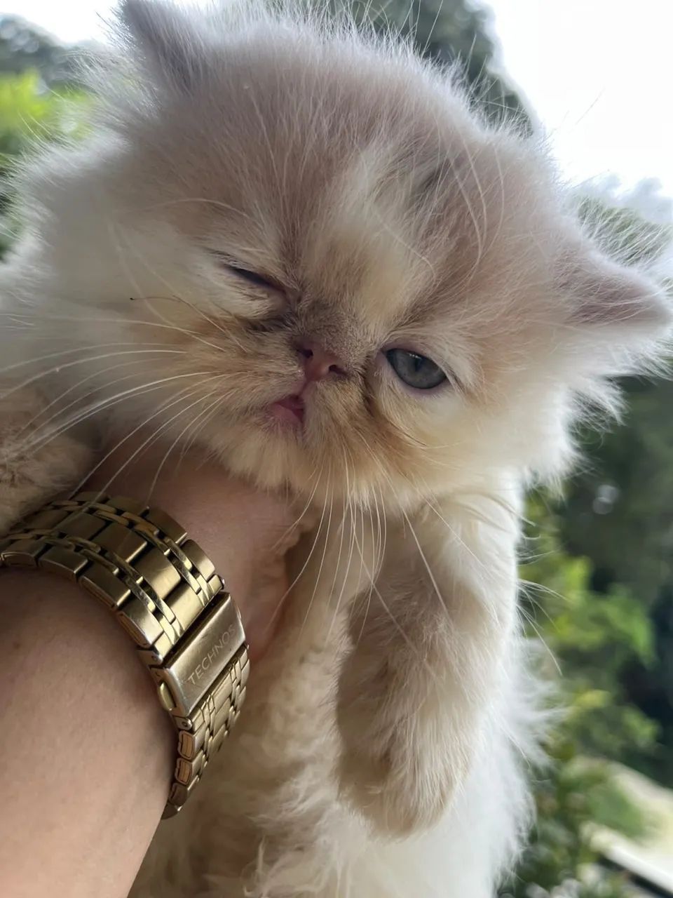 Gato persa  - Foto 3