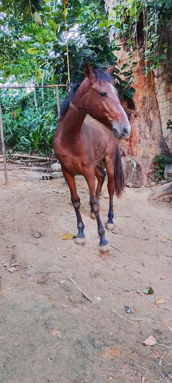 Porda pra vender , nova de 1 ano e 9 meses , esquipadora  - Foto 2