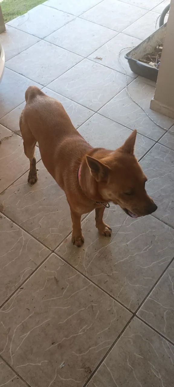 Doa-se Cachorrinha !!! - Foto 2
