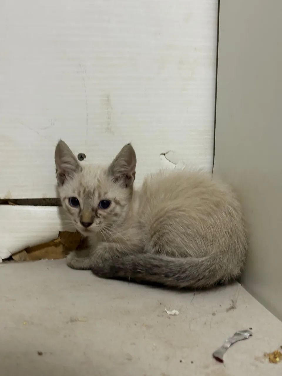 Gatinho para DOAÇÃO  - Foto 3