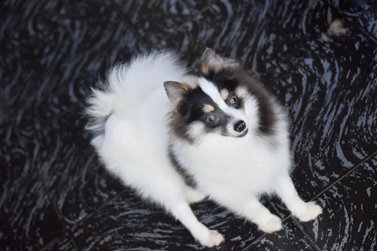 Spitz Alemao Luxo - Foto 2