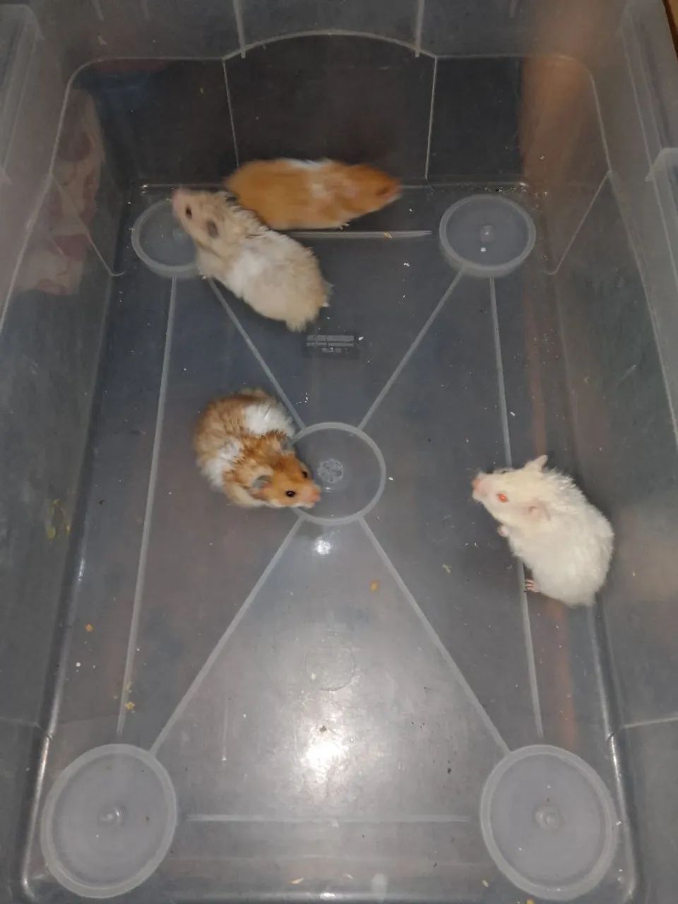 Vendo Hamster Sírios 65578343035906122