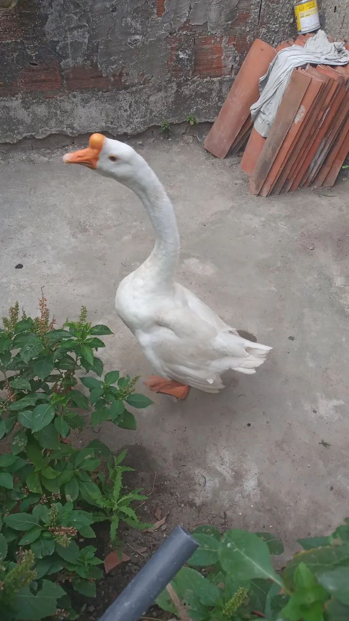 Ganso - Foto 4