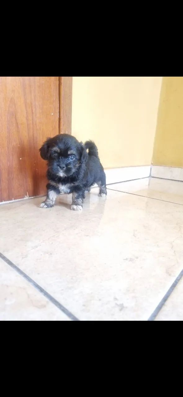 Lhasa Apso - filhotes - Foto 3