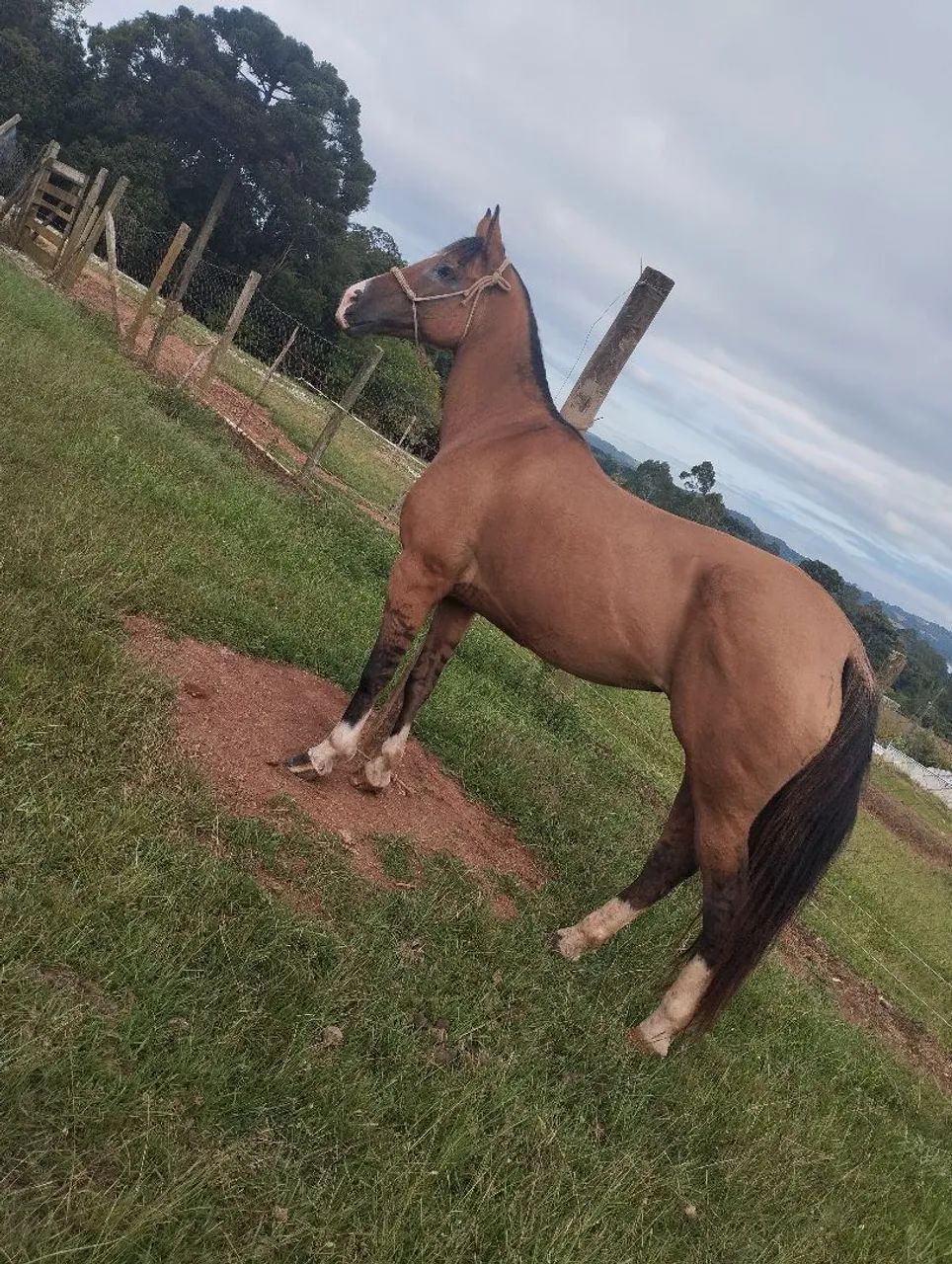 Cavalo  - Foto 4