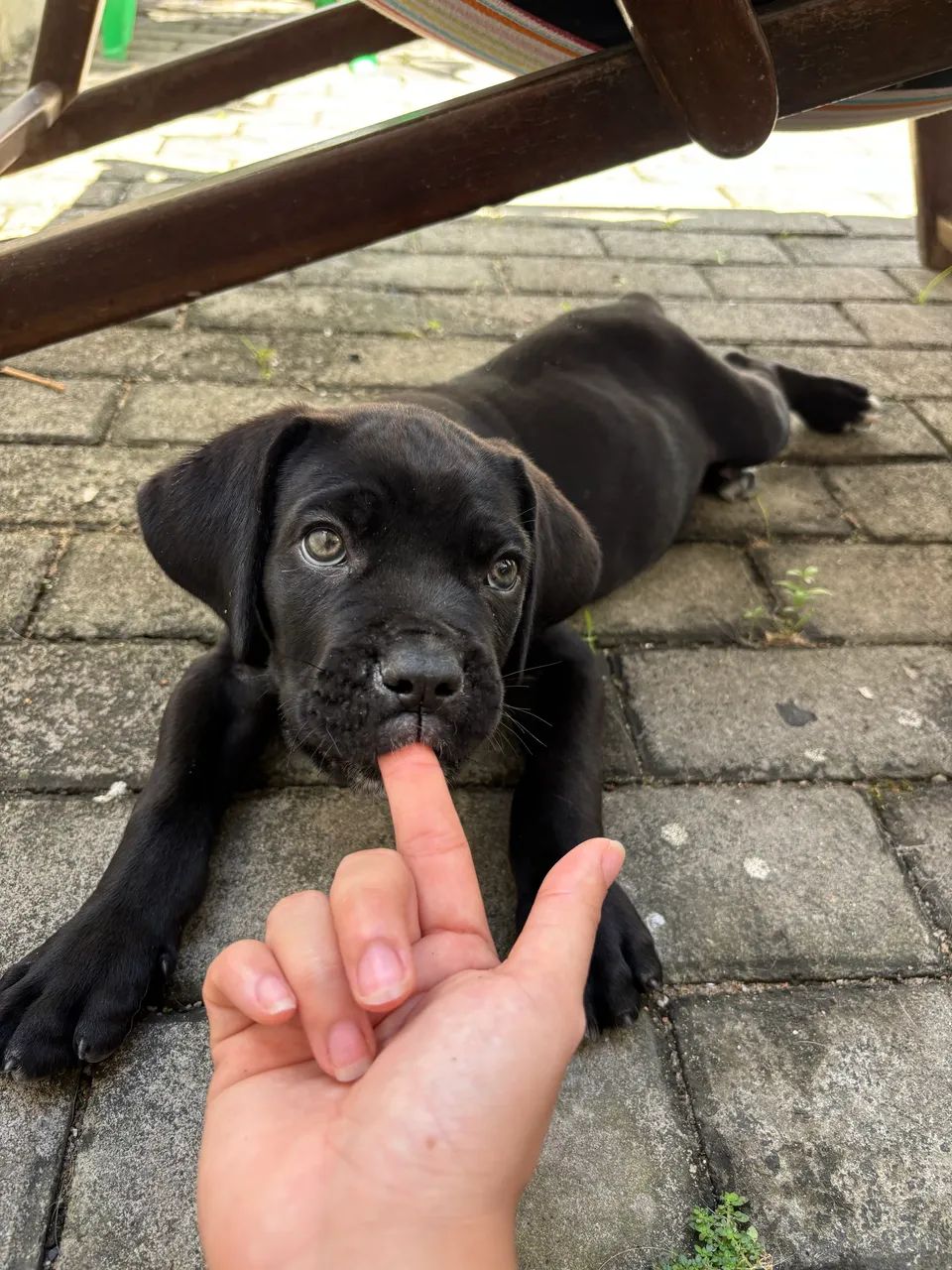 Filhote Cane Corso - Foto 2