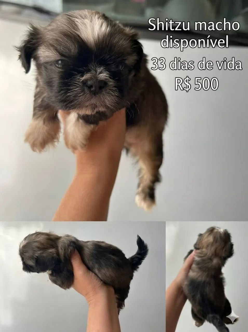 Vende-se filhotinhos de Shitzu macho  - Foto 2