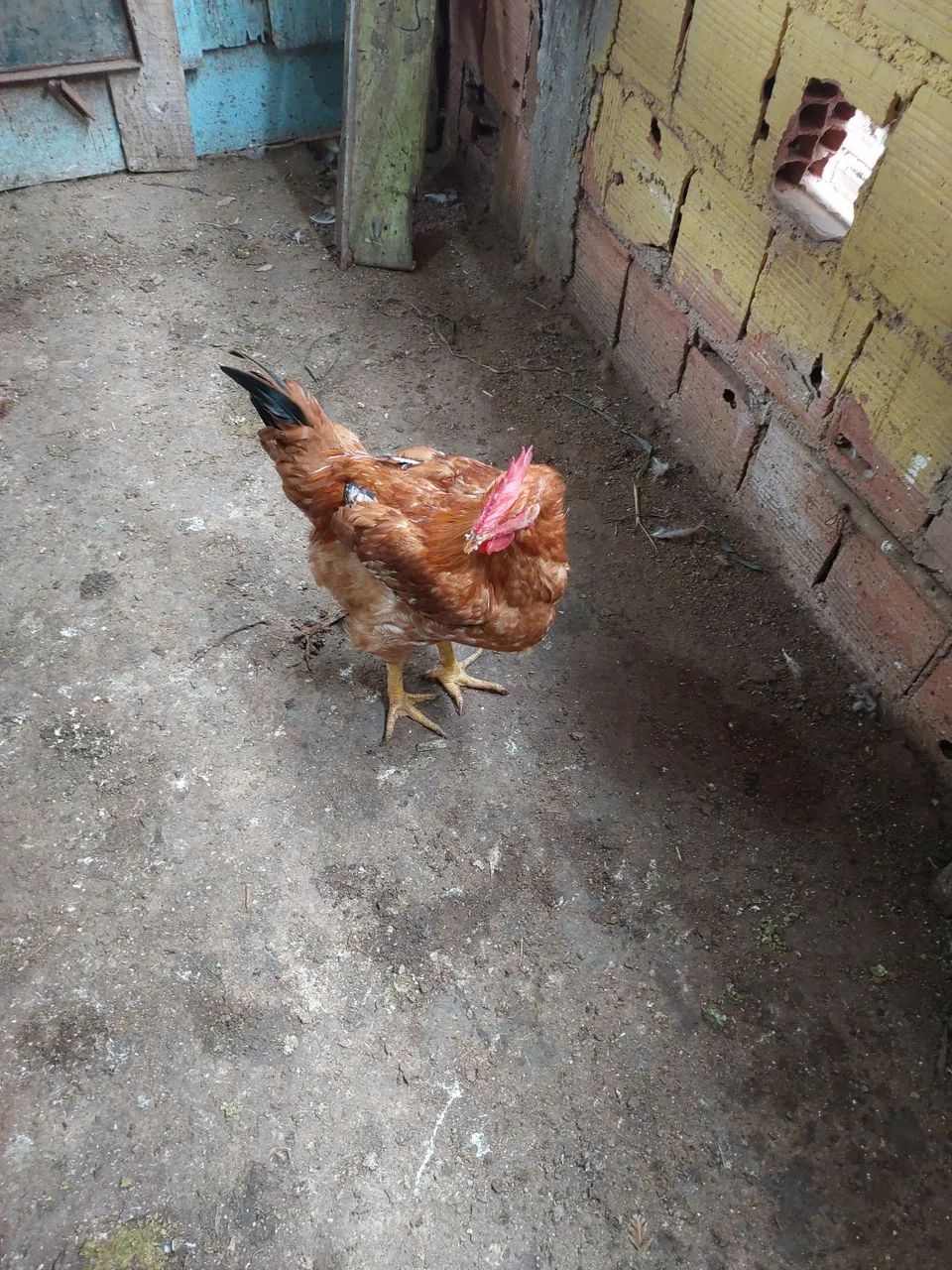 Frango - Foto 2