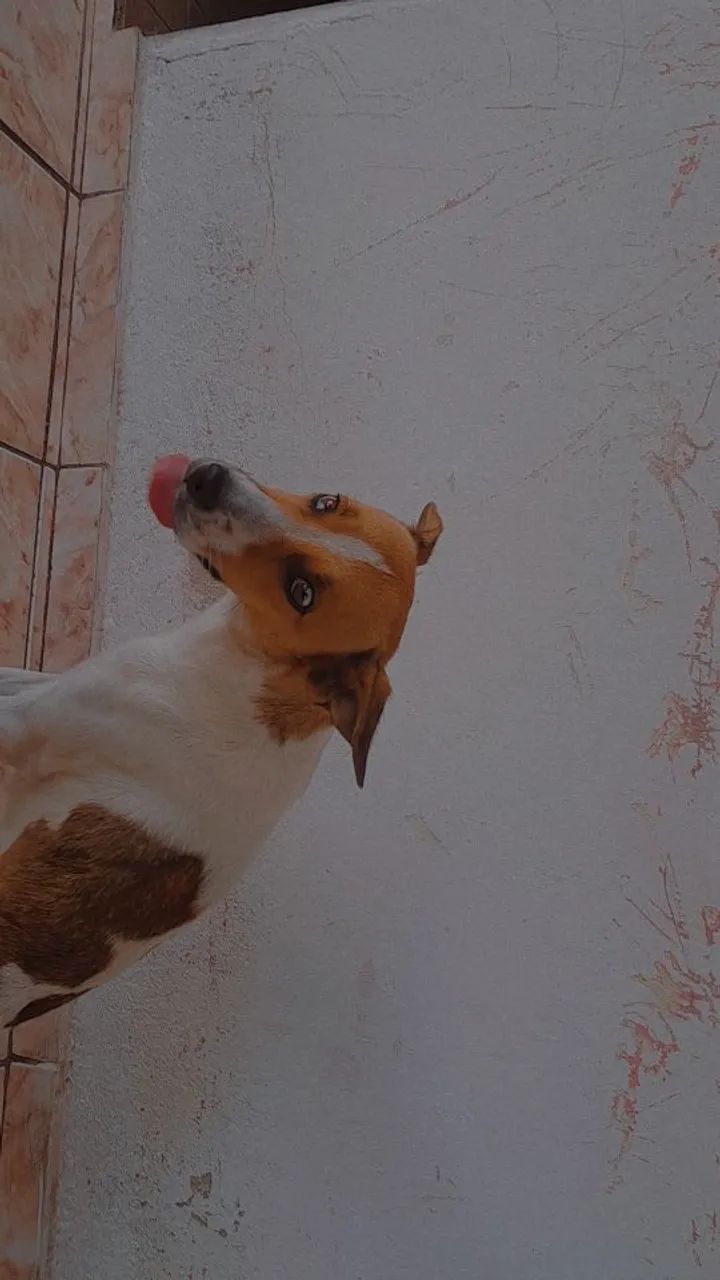 Adoção - Foto 4