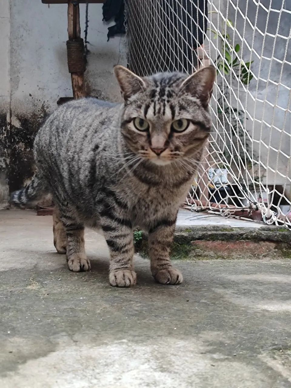 Gatos de estimação  - Foto 5