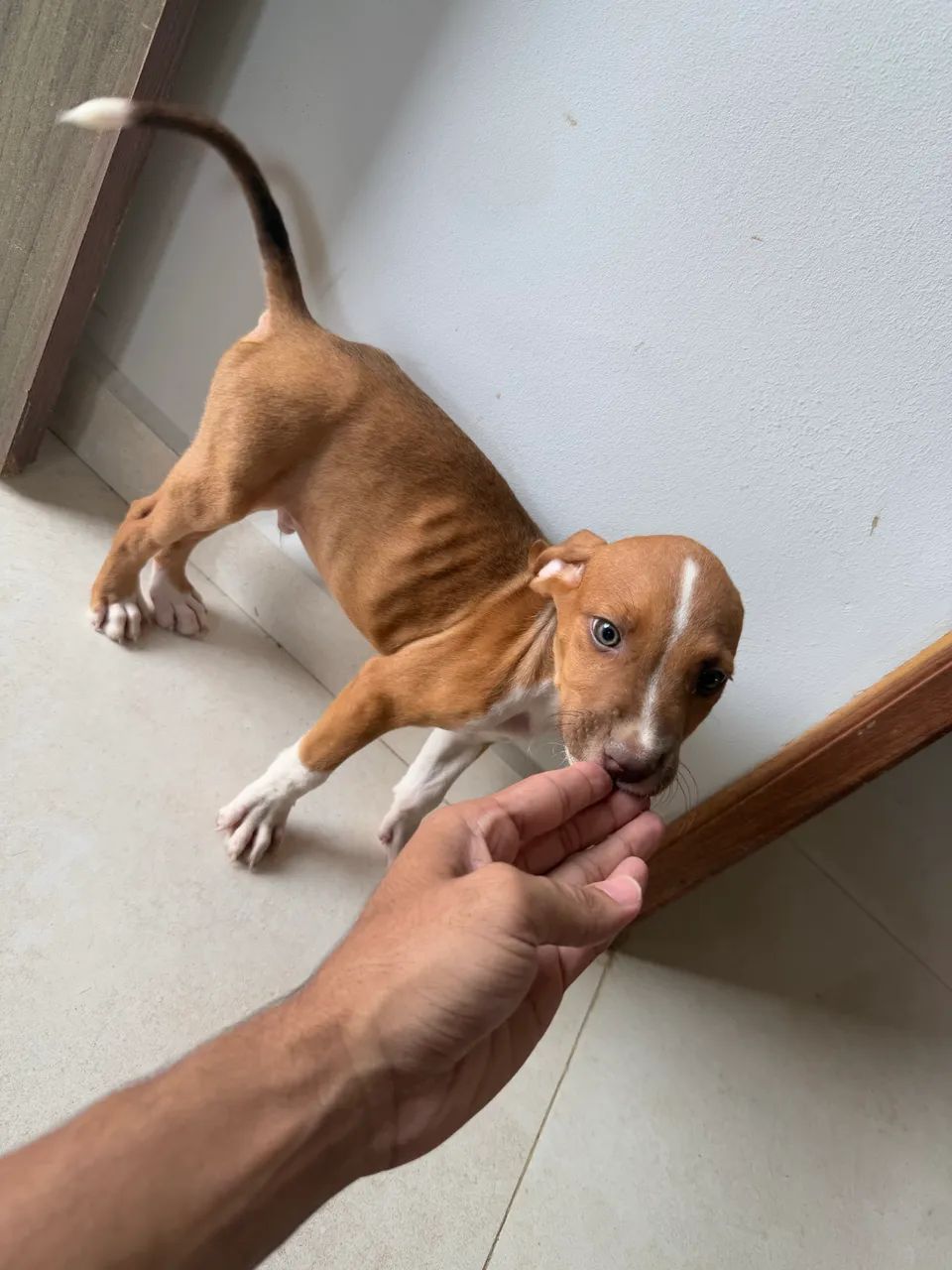 Filhote de Pitbull - Foto 4