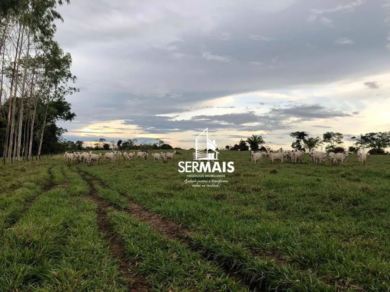 Fazenda de Dupla Aptidão em Alta Floresta - Foto 2