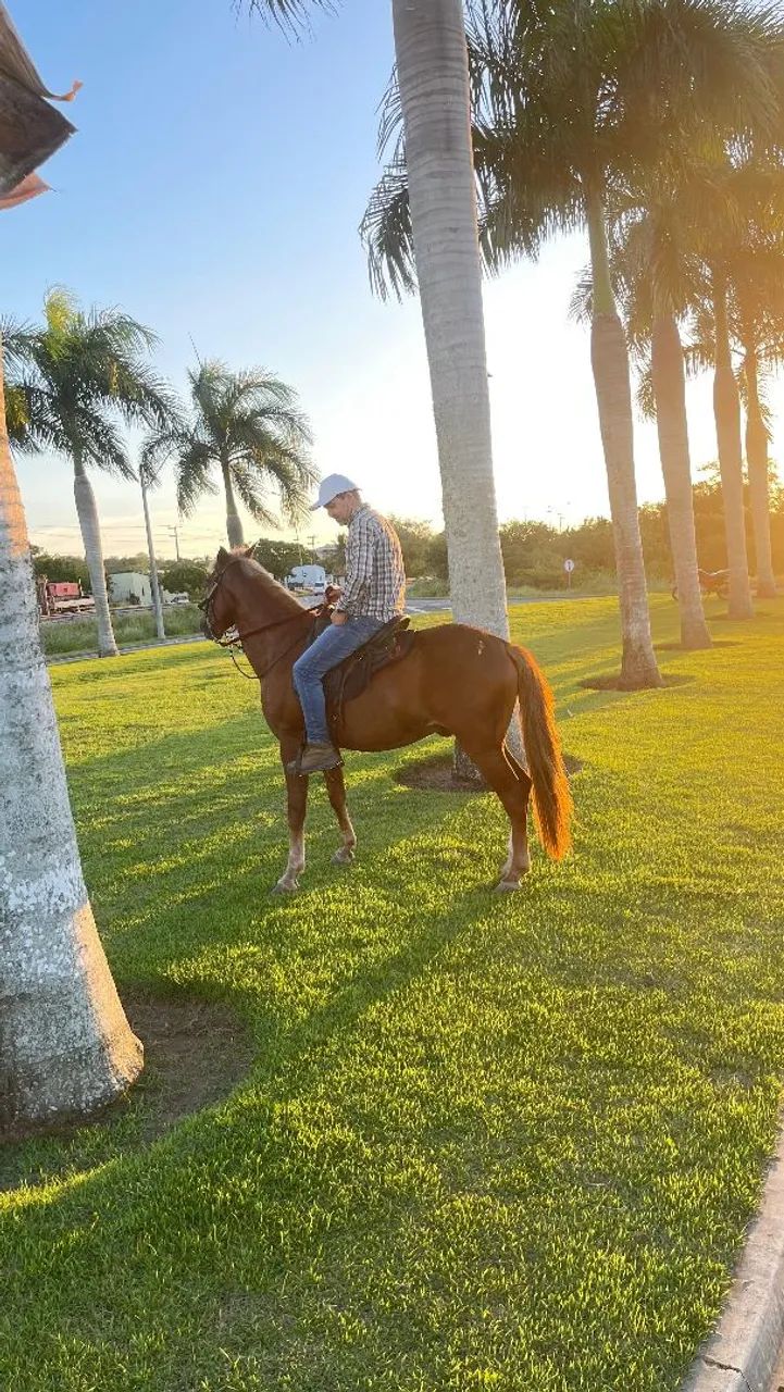 Cavalo 