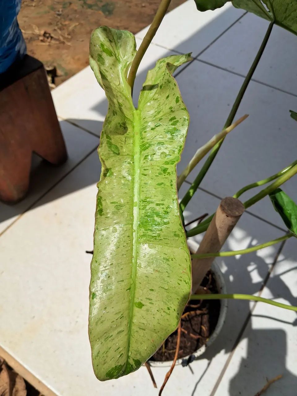 Planta  - Foto 3