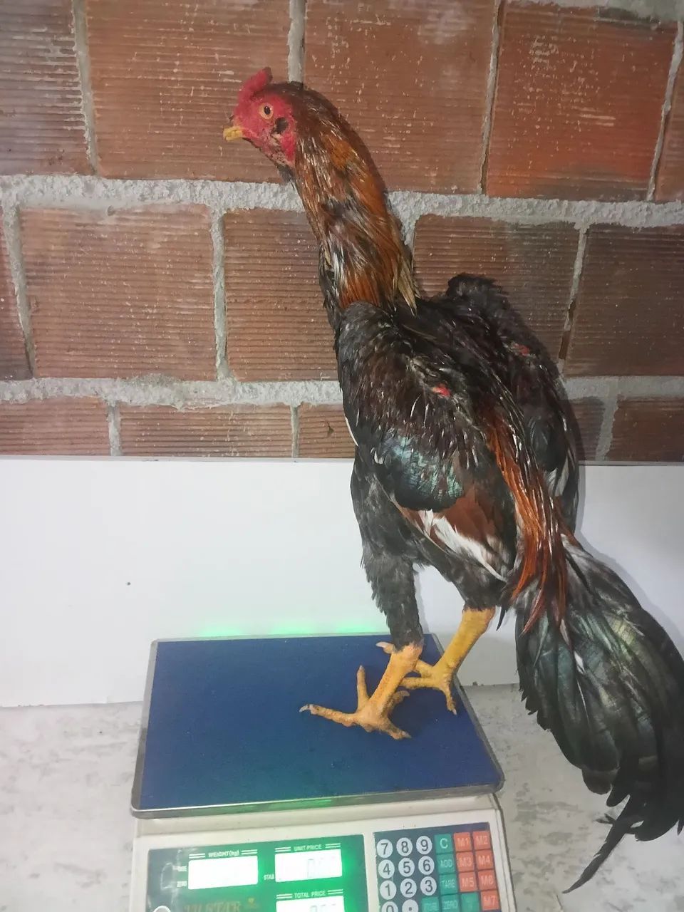 Aves