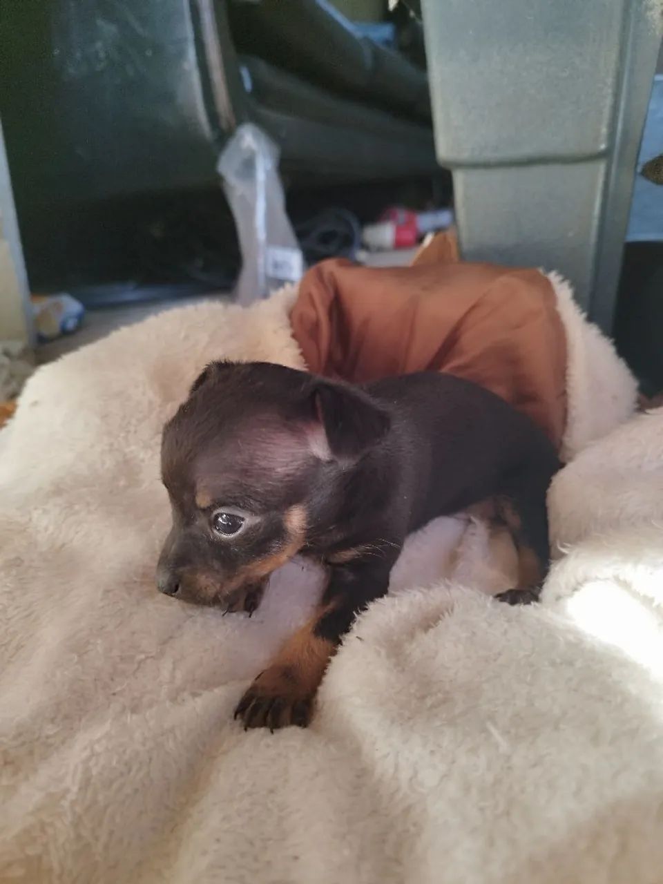 Pinscher Zero  - Foto 5