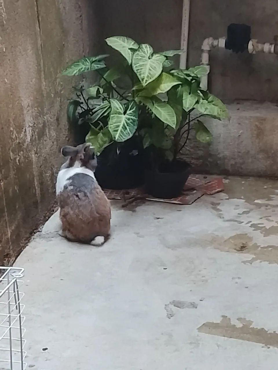 coelho  - Foto 2