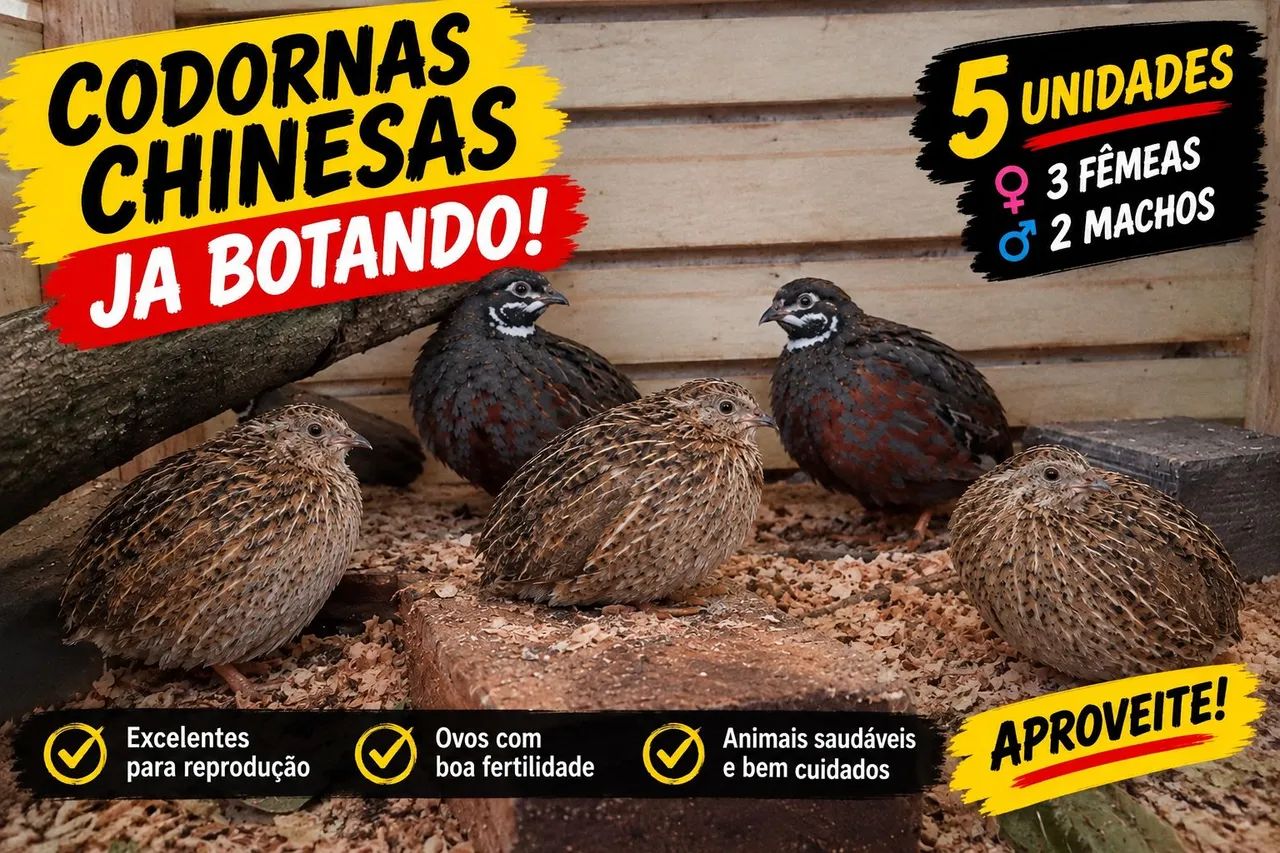 5 codornas chinesa botando