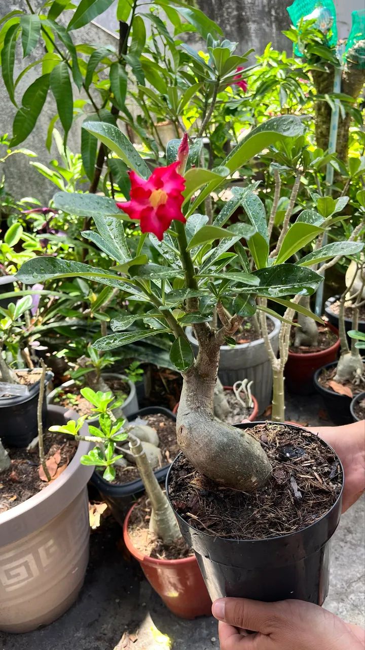 Rosa do deserto ?  - Foto 2