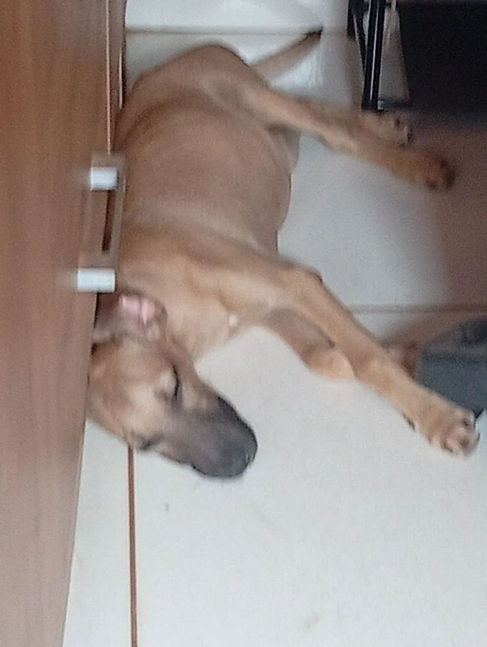 Doação de filhotes  - Foto 3
