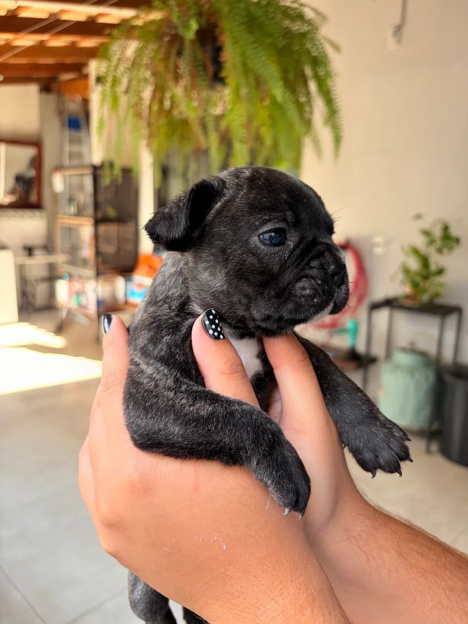 Buldogue francês macho  - Foto 2