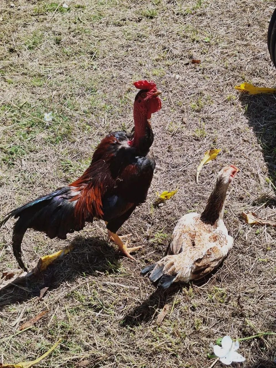 Casa de aves  - Foto 4