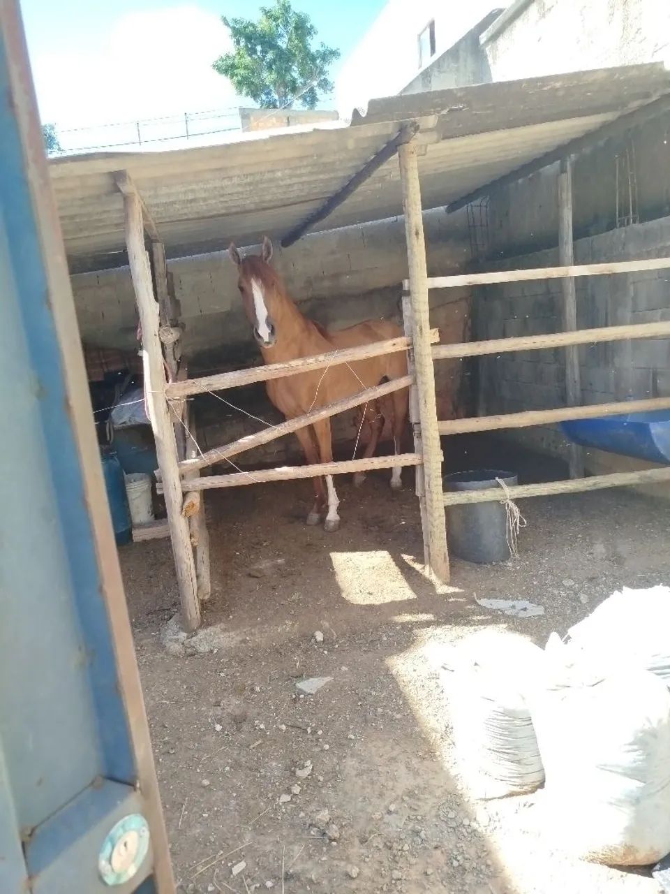Vendo este lindo cavalo  - Foto 2