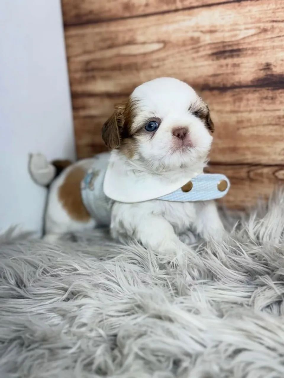 SHIHTZU mini e micro  - Foto 5