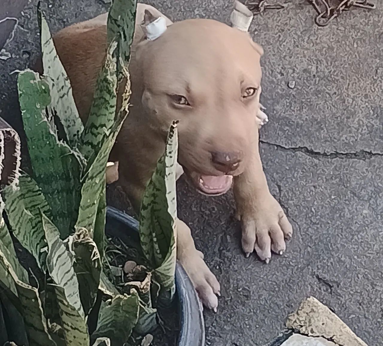 Pit monsters com 2 meses disponíveis 