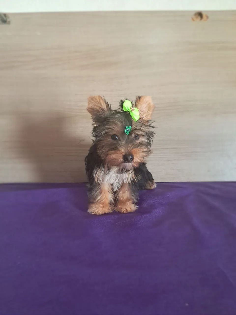 Yorkshire fêmea mini  e macho  - Foto 2