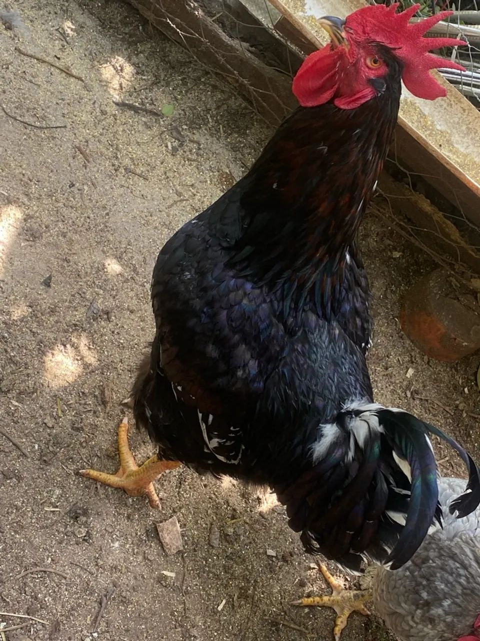 Frango gsb  - Foto 2
