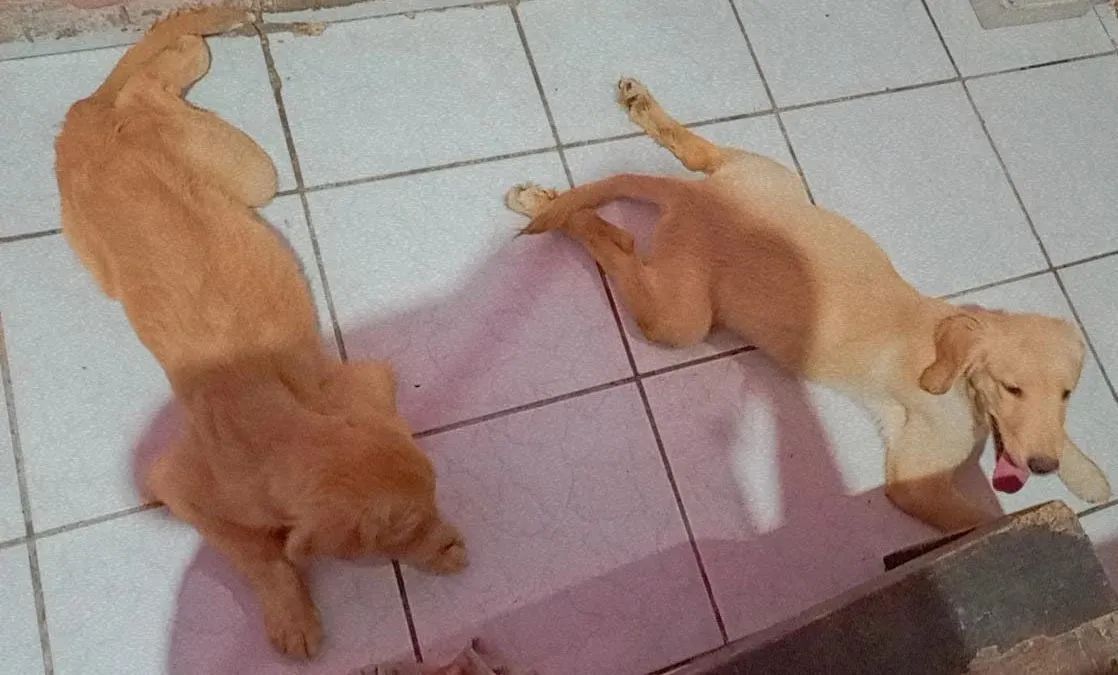 Golden Retriever  - Foto 3